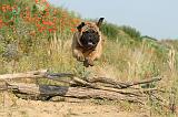 BULLMASTIFF 216